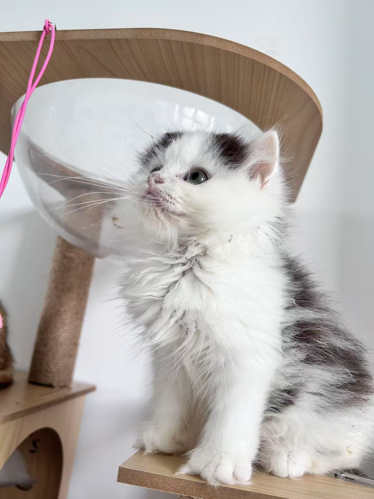 奶牛猫弟弟